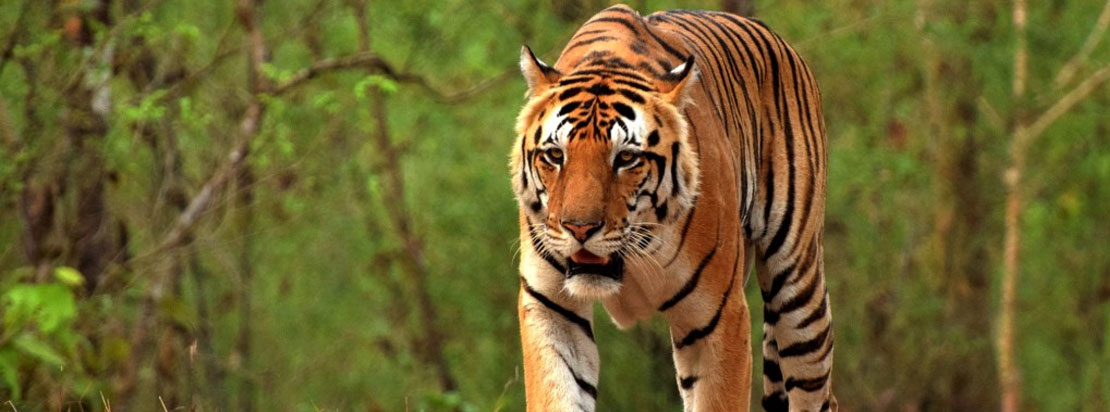 kanha jungle safari charges