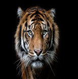 Kanha Safari Booking