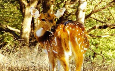 Kanha Jungle Package